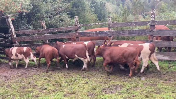 Lote 13 Ternero en Cisnes, XI Región Aysén