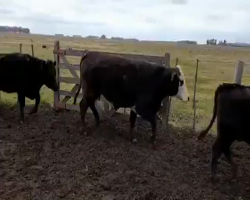 Lote 60 Vacas de invernar en Saladillo, Buenos Aires