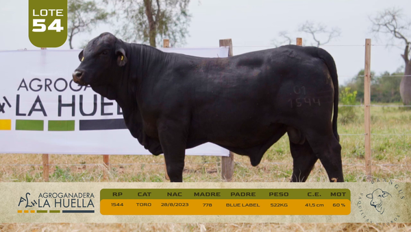 Lote LOTE 54