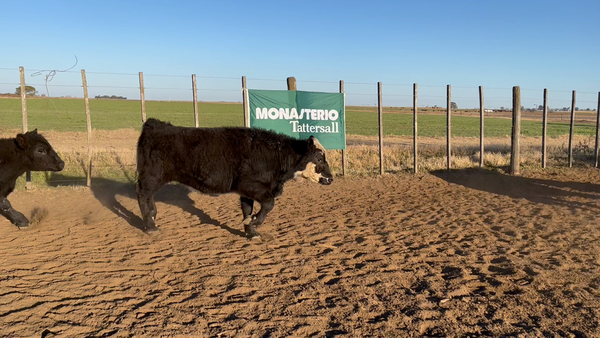 Lote 56 Terneros EN DAIREAUX