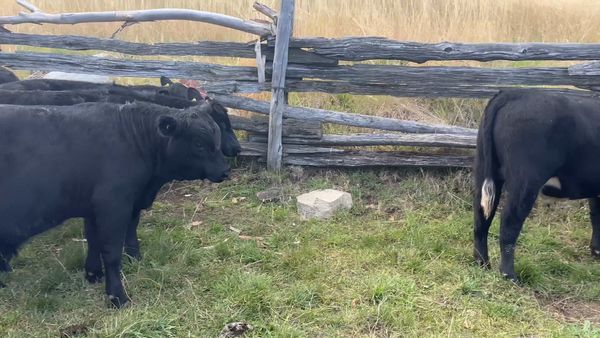 Lote 29 Ternero en Coyhaique, XI Región Aysén