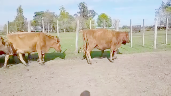 Lote 150 Vacas CUT preñadas en Curuzú-Cuatiá, Corrientes