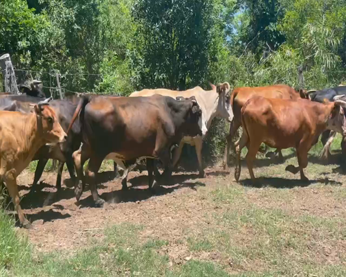 Lote 35 Vacas de invernar en Berón de Astrada, Corrientes