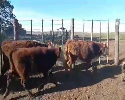 Lote 15 Terneras en Coronel Pringles, Buenos Aires