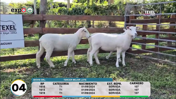 Lote LOTE 4