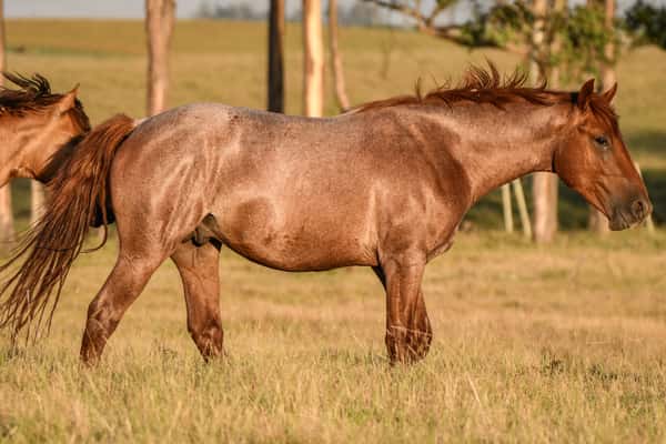 Lote MANGRULLO OMALANTO