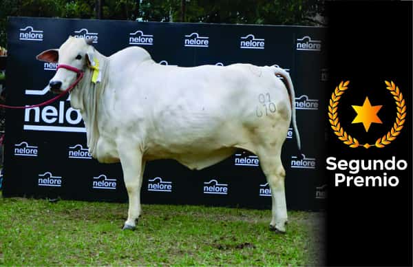 Lote Nelore a Bozal Expo Internacional 2022 RP 610- Lote 9