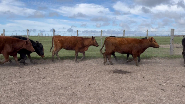 Lote 170 Vacas vacías en Costas de Ayala, Treinta y Tres