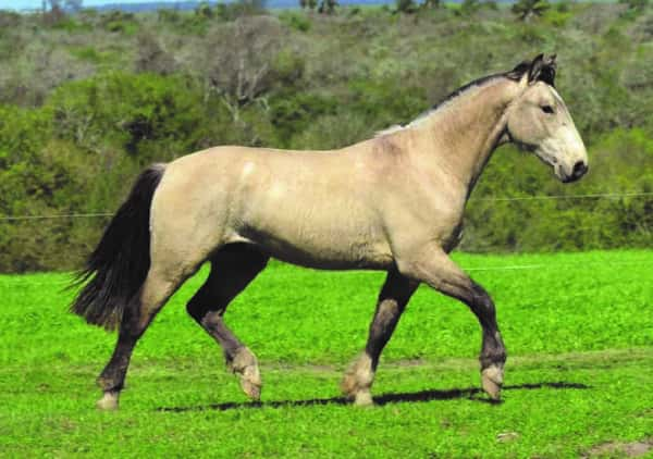 Lote RP 122 - PIRAÍ BAYANO DO SAPUCAI