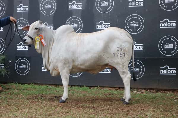 Lote Nelore a Bozal Expo Internacional 2022 RP 1751- Lote 12