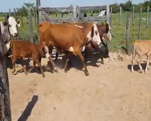 Lote 31 Vacas en Esquina, Corrientes