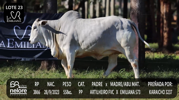 Lote LOTE 23