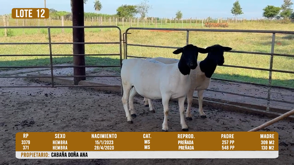 Lote LOTE 12