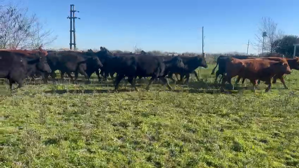 Lote 29 Vacas preñadas en Entre Ríos, Gdor. Mansilla