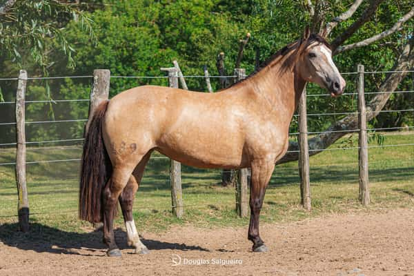 Lote JUGADA MAESTRA DE LA COLINA