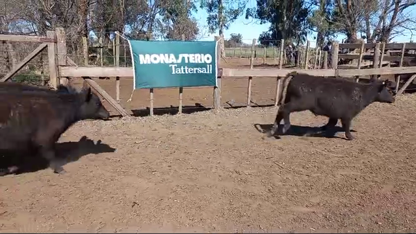 Lote LOTE DE PRUEBA