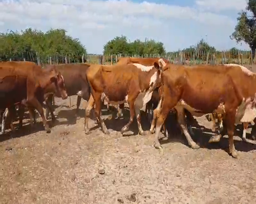 Lote 30 Vacas medio uso en Esquina, Corrientes