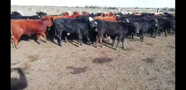 Lote 70 Terneros en Villaguay, Entre Ríos