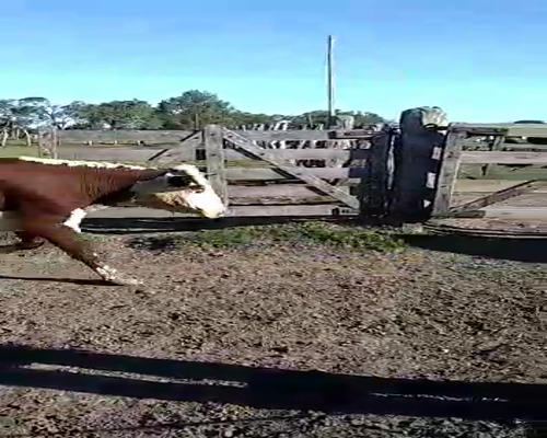 Lote 62 Vacas de invernar en Entre Ríos, Las Tunas