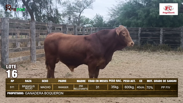 Lote TORO - BRANGUS ROJO