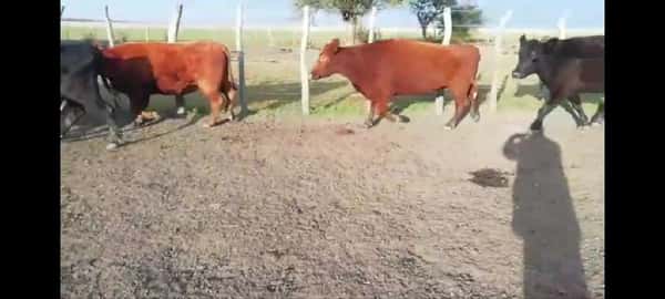 Lote 38 Vacas de invernar en Villaguay, Entre Ríos