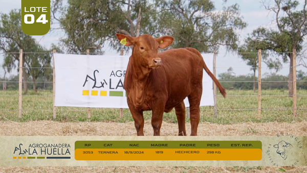 Lote LOTE 4