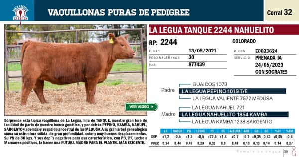 Lote VAQUILLONAS PP REMATE