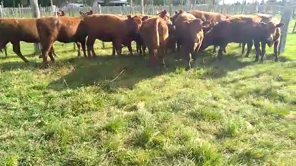 Lote 16 Vaquillonas Red Angus