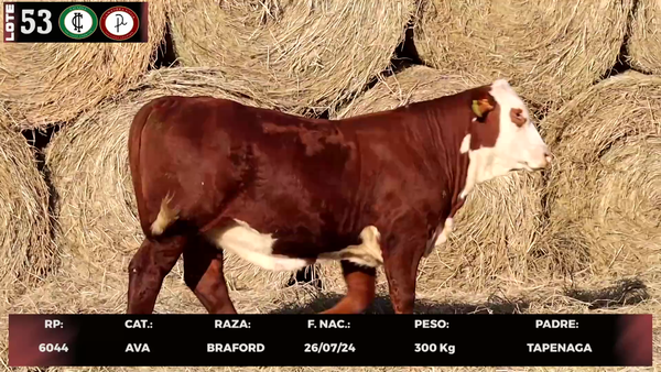 Lote LOTE 53