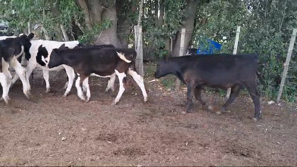 Lote TERNEROS