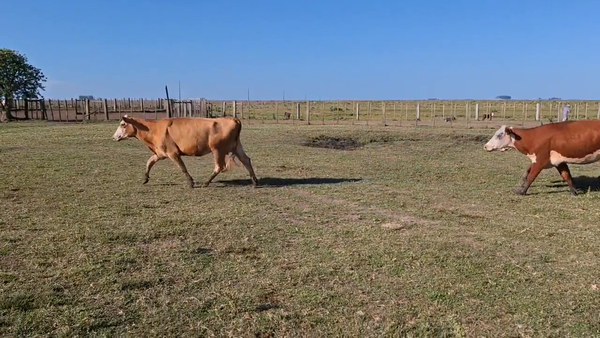 Lote 324 Piezas de cría en Treinta y Tres