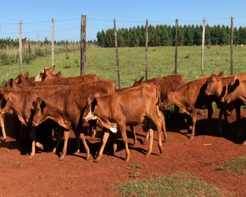 Lote 57 Terneros/as en Virasoro, Corrientes