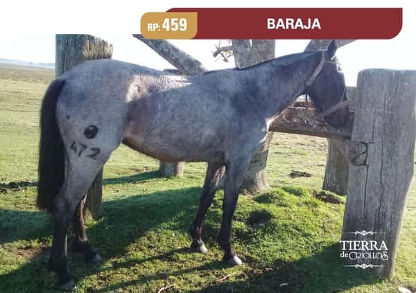 Lote RP. 459 - BARAJA - LOS CENCERROS