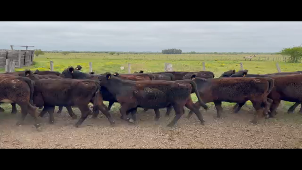 Lote 64 Terneras en Rincón de Conde, Canelones