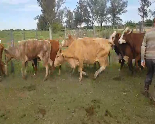 Lote 39 Vacas de invernar en Esquina, Corrientes