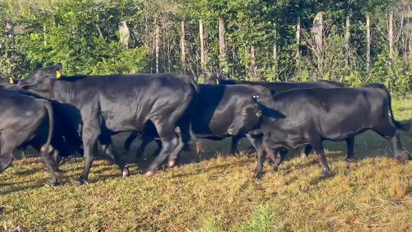 Lote 120 Vacas de invernar en Virasoro, Corrientes