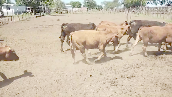 Lote 48 Terneros en Entre Ríos, La Paz