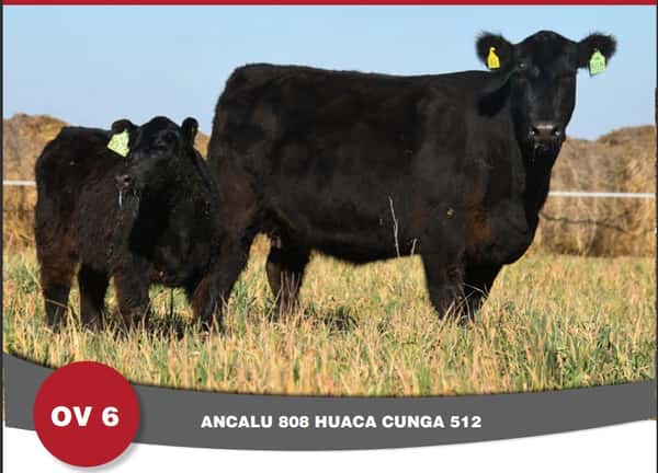 Lote Vaquillona PP