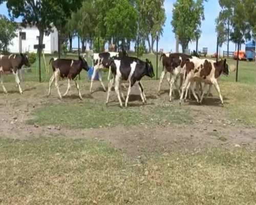 Lote Terneros