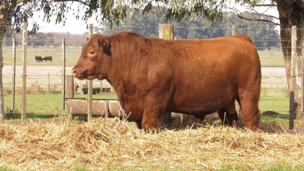 Lote TOROS PUROS POR CRUZA