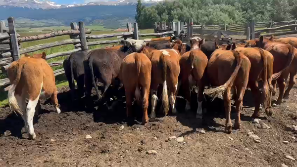 Lote 26 Novillo Engorda en Coyhaique, XI Región Aysén