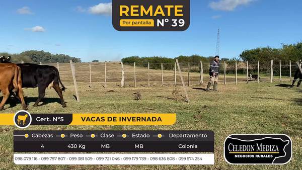 Lote 4 Vacas de Invernada en Colonia