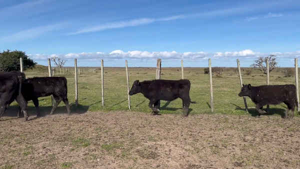 Lote 309 Terneras en Costas de Ayala, Treinta y Tres