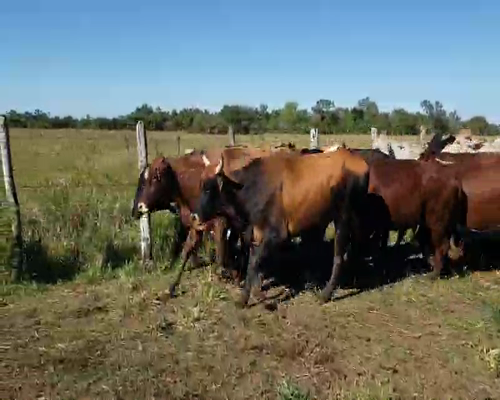 Lote 57 Novillos en Empedrado, Corrientes