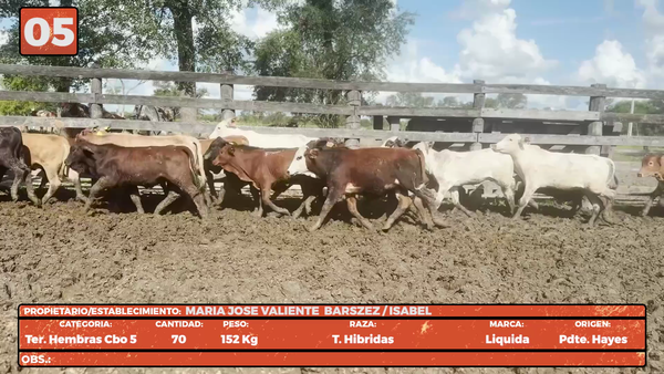 Lote LOTE 5