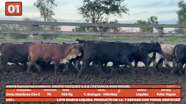 Lote LOTE 1