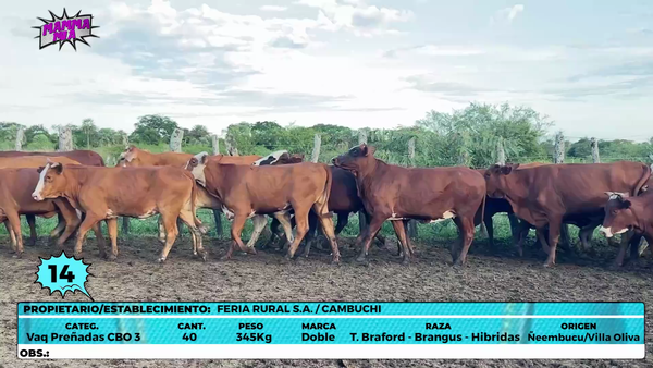 Lote LOTE 14