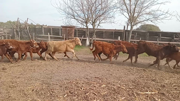 Lote 50 Terneras Brangus en Naré, Santa Fe