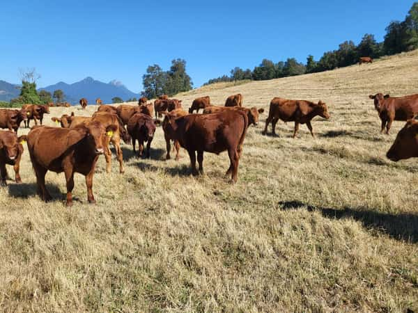 Lote 60 Novillo Engorda en XIV Región Los Ríos, Futrono