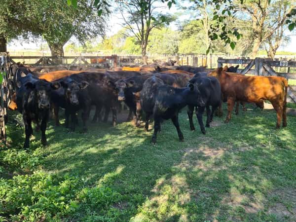 Lote 48 Terneras en Gral. Lamadrid, Buenos Aires